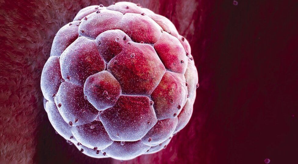 _85456793_p6800679-human_blastocyst-spl