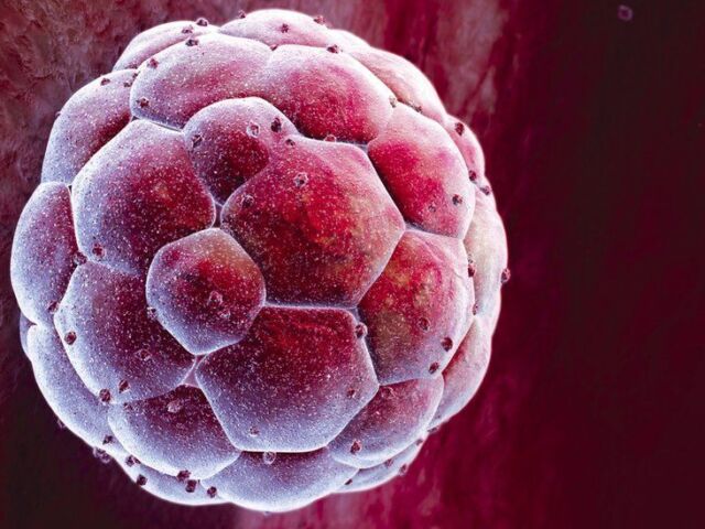 _85456793_p6800679-human_blastocyst-spl